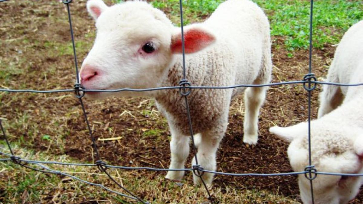 sefa parchetului din gheorgheni care lua spaga in vaci oi si miei arestata preventiv