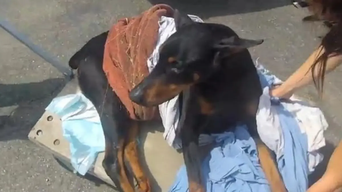 video emotionant un doberman paralizat a fost invatat sa alerge din nou