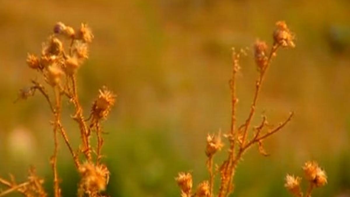 in premiera hoti la metru patrat mafia imobiliara loveste din nou