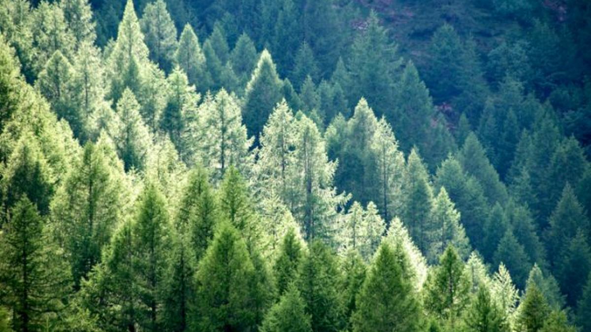 biserica ortodoxa a cerut in instanta 166 000 de hectare de padure din suceava dar a pierdut