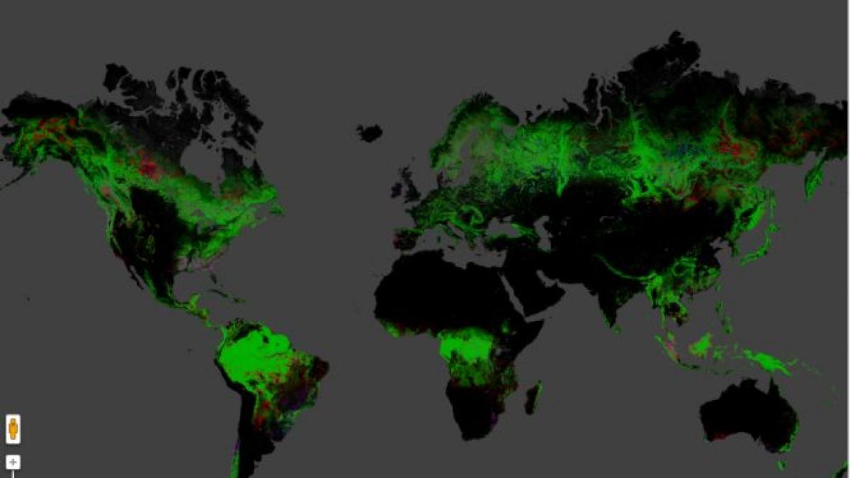 imaginile care arata scaderea alarmanta a zonelor impadurite din lume vedeti harta interactiva a