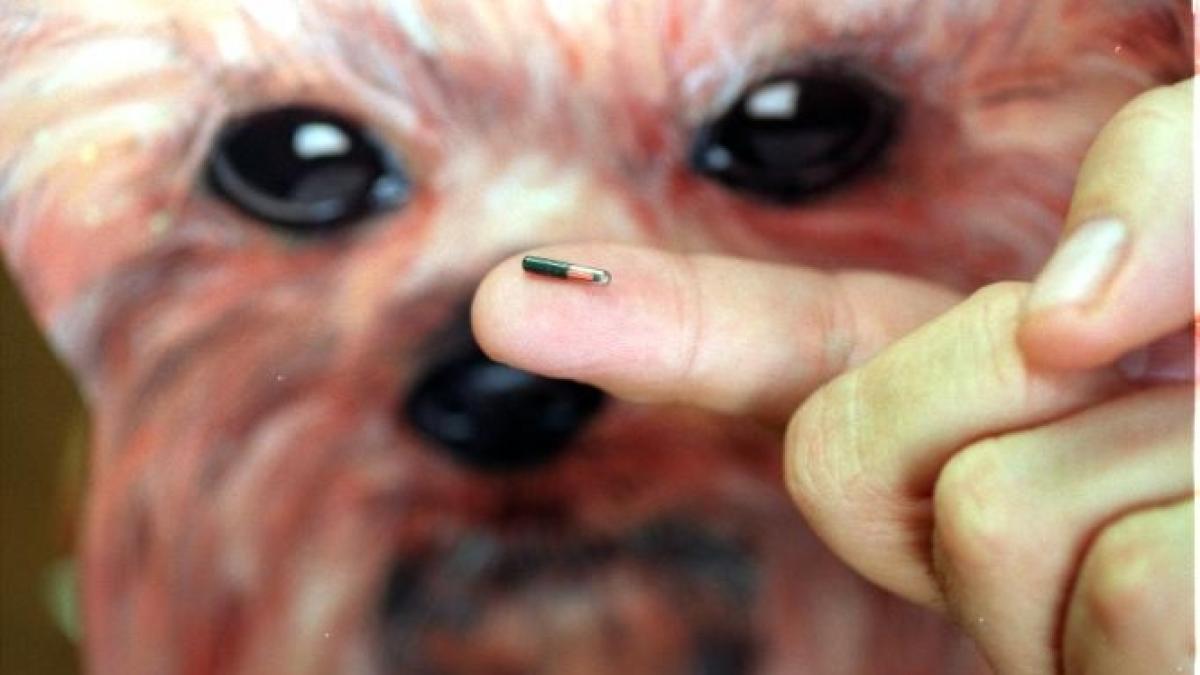 stapanii de caini ar putea fi obligati sa le monteze patrupedelor microcipuri de identificare