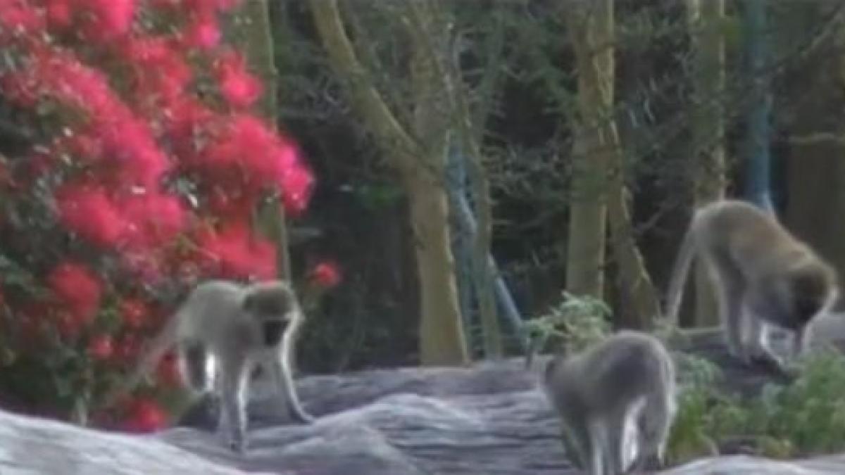 tot mai multi romani cauta destinatii exotice pentru petrecerea de revelion kenya si malta sunt in