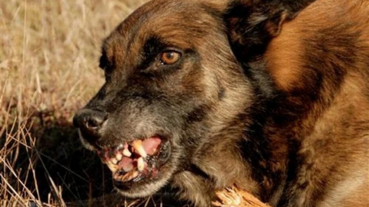 o femeie a fost muscata de un caine maidanez in zona parcului tei din capitala acolo unde a fost