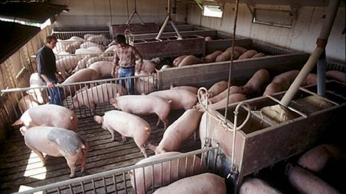 primarul din nana il invata pe traian basescu sa faca afaceri sa faca o ferma de porci