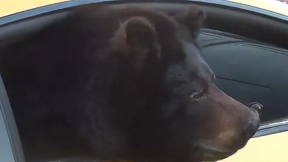 aparitie spectaculoasa pe o sosea din california un urs intr un lamborghini