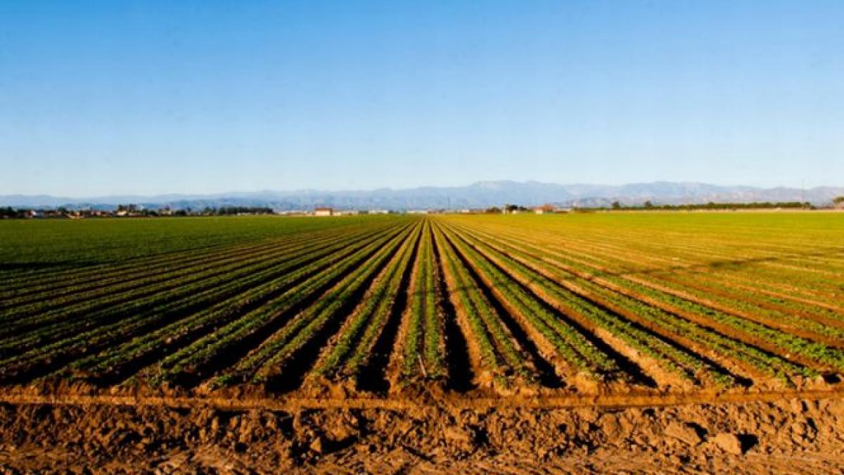 proiectul care reglementeaza vanzarea terenurilor agricole catre persoane fizice aprobat de guvern