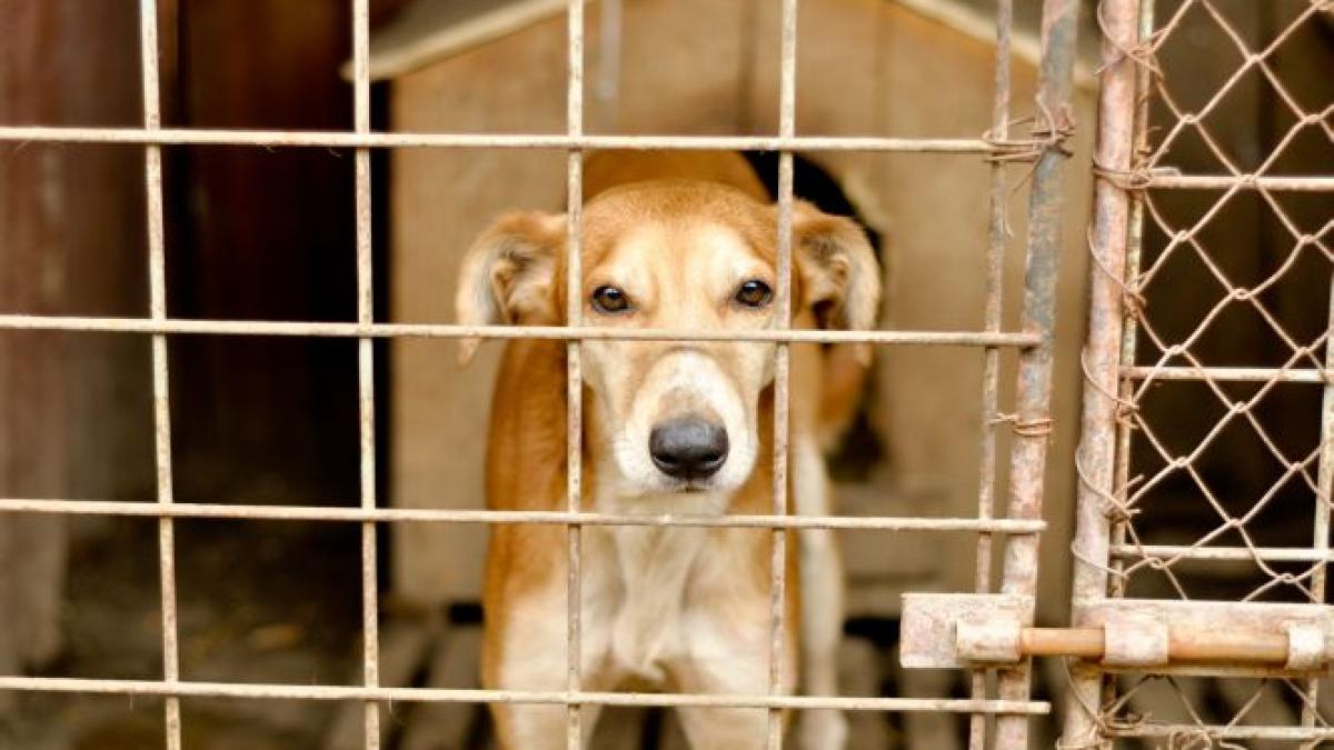 ajuta animalele din adaposturi sa si gaseasca o familie o campanie derulata de mars romania