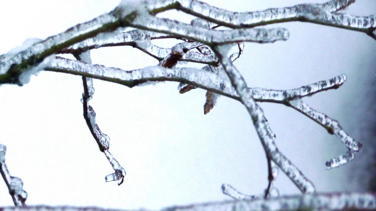 parazapezi din impletituri de crengi si arbusti intr o localitate din vaslui primar sunt eficiente