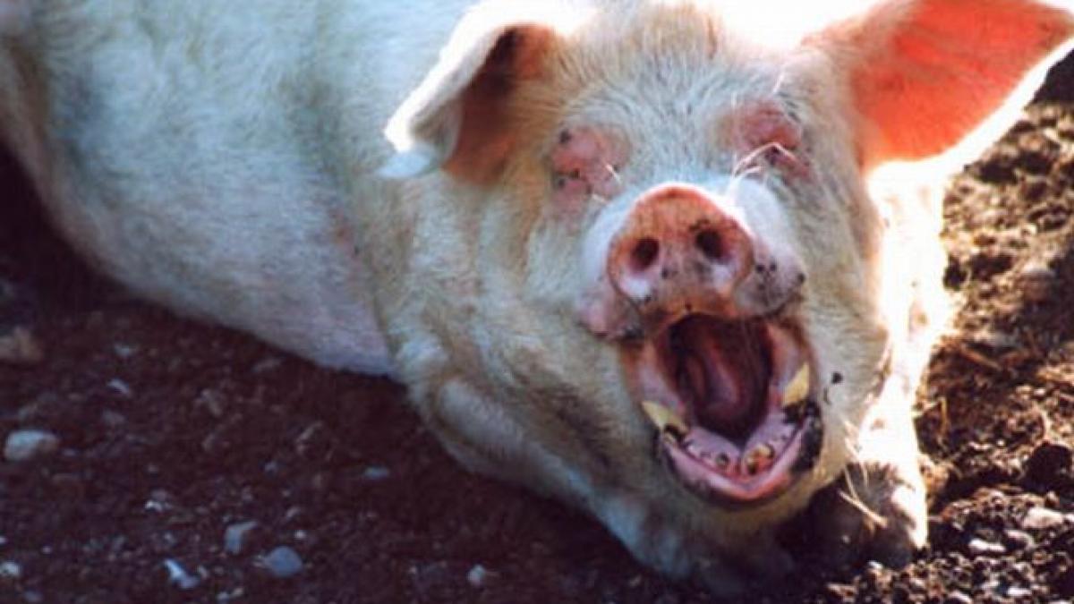 a fost o satisfactie sa il auzim cum tipa nu va puteti imagina cum tipa razbunare socanta a