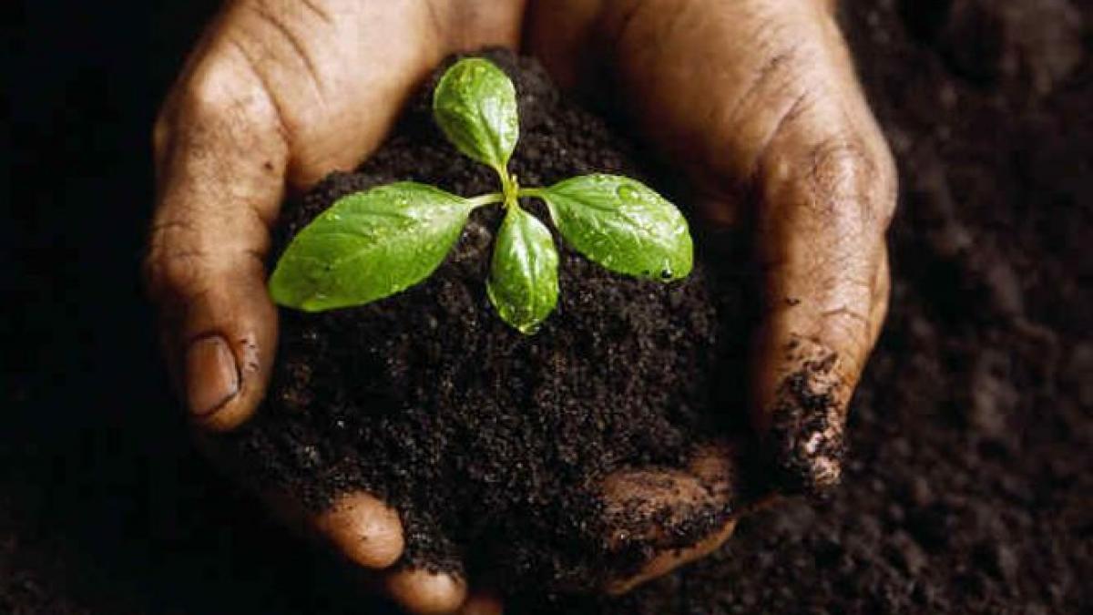 nasa vrea sa creasca plante pe luna