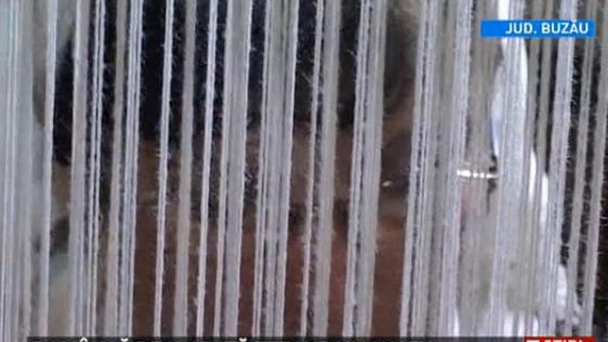 o artista populara din buzau a primit titlul de tezaur uman viu de la unesco