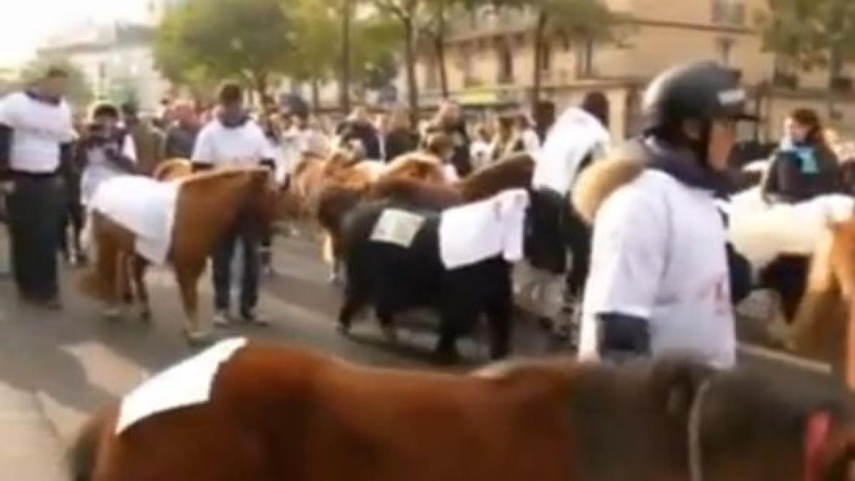 protest cu cai in franta calareti si iubitori de calarie au blocat intrarea in paris