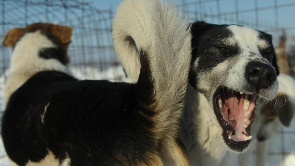 primaria capitalei a prins peste 4 000 de caini maidanezi in ultimele trei luni