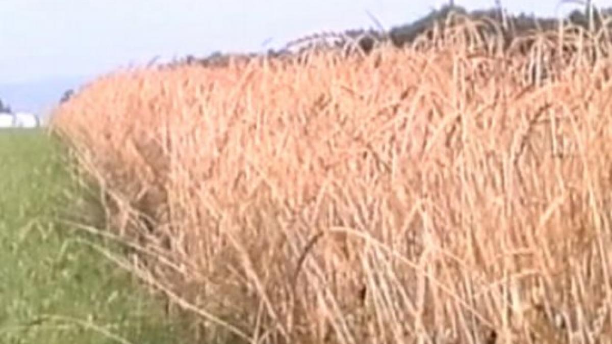 arendasii mosiei basescu vor fi penalizati cu 143 000 de euro