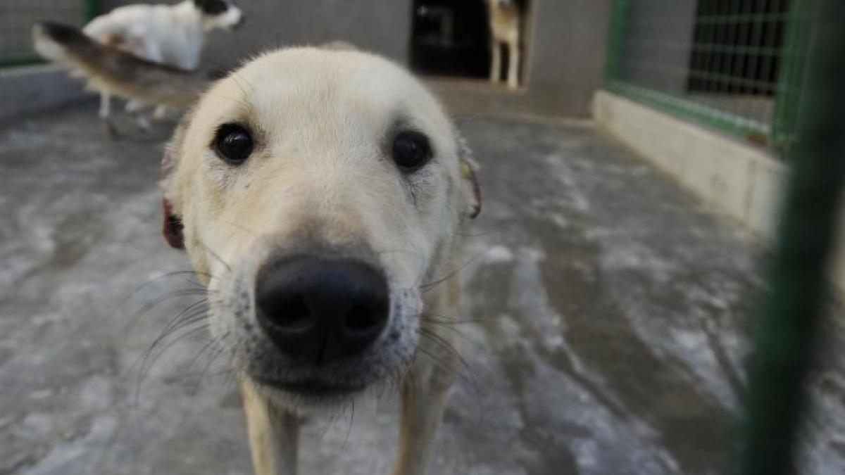 zeci de persoane au protestat fata de lipsa normelor de aplicare pentru legea cainilor fara stapan