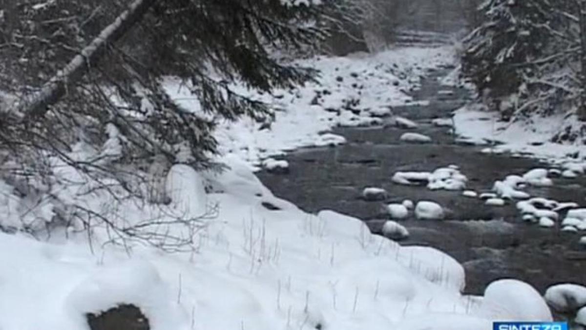 sinteza zilei paraiele care izvorasc din muntii carpati sursa profitabila de afaceri pentru