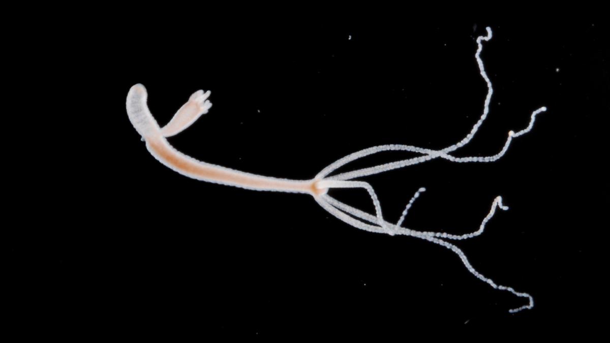 nemurirea exista cercetatorii suedezi au identificat primul organism care poate trai mii de ani