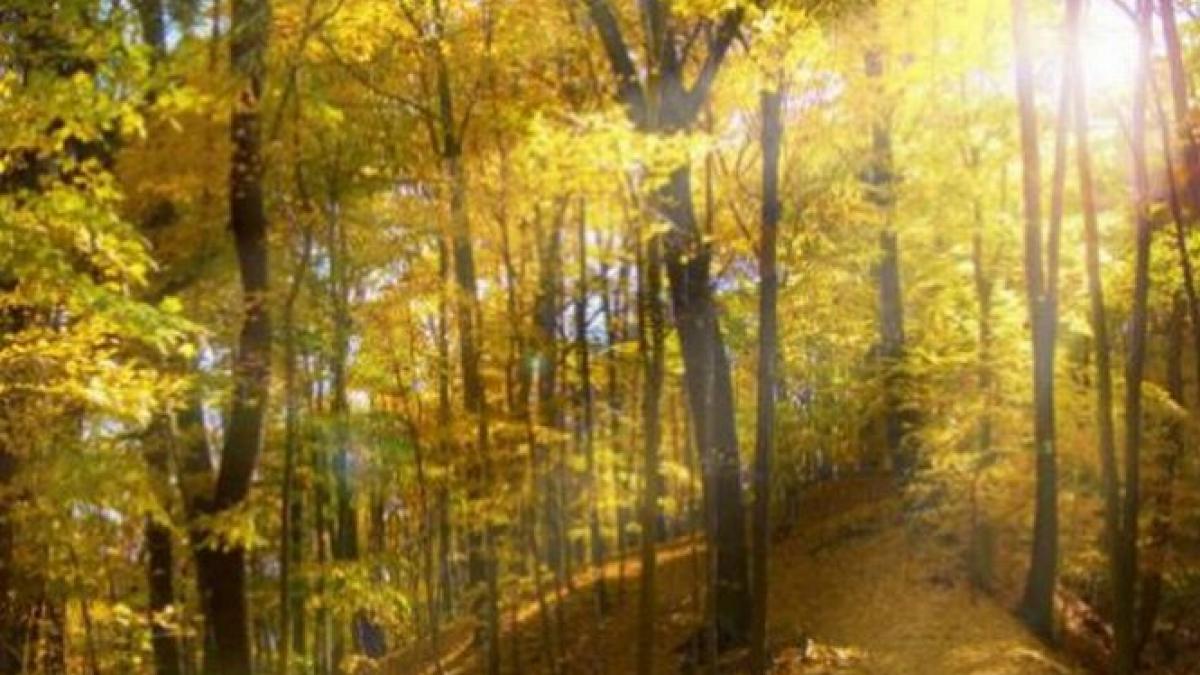 stop furtului si comertul ilegal cu lemn noul cod silvic a fost aprobat de senat si urmeaza sa