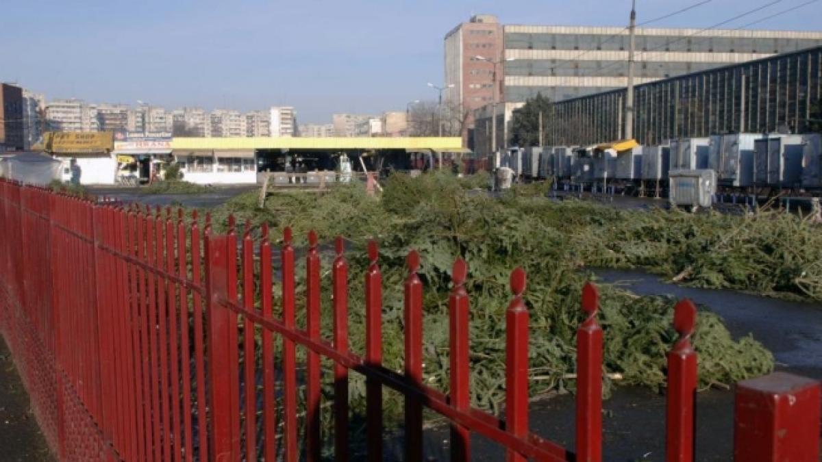 sarbatori infractionale politistii au confiscat peste 12 000 de brazi si au impartit amenzi in