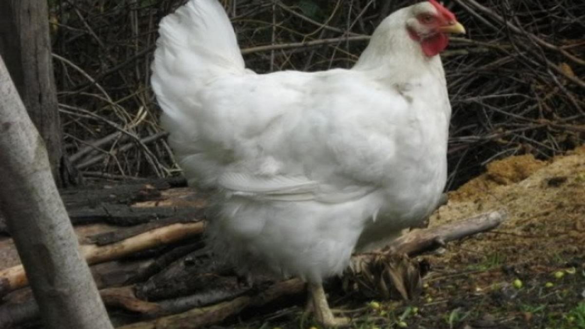 bolnava de cancer si hepatita c o batrana de 72 de ani ar putea fi aruncata dupa gratii din cauza