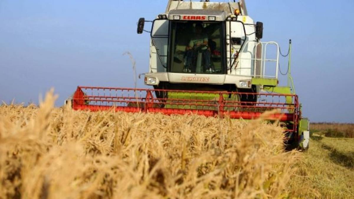 din 2014 producatorii isi vor putea vinde cerealele pe bursa