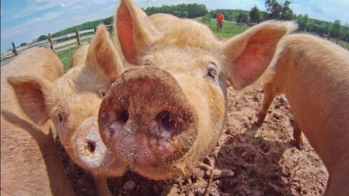 secrete murdare porci ingrasati in ajunul craciunului cu gaini moarte
