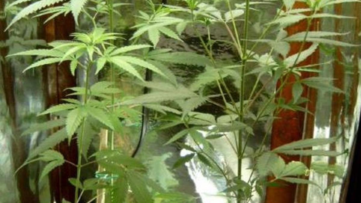 incendiu la o plantatie de canabis dintr o garsoniera din brasov