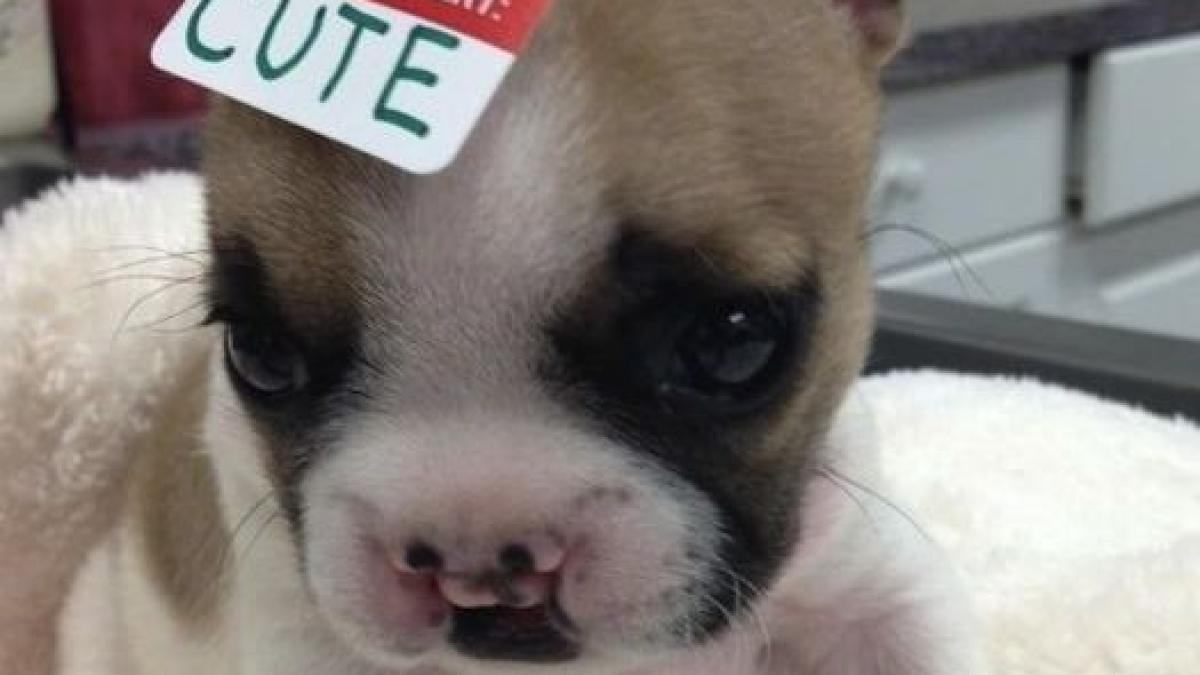 imaginile de care s au indragostit mii de oameni cele mai dragalase animale fotografiate in anul