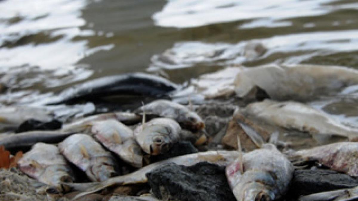 poluare in portul drobeta cu produse petroliere inspectorii de mediu se afla la fata locului