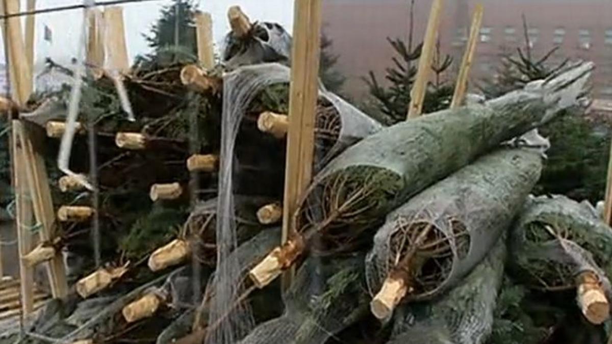 nimic nu se arunca ce fac comerciantii cu brazii nevanduti de craciun