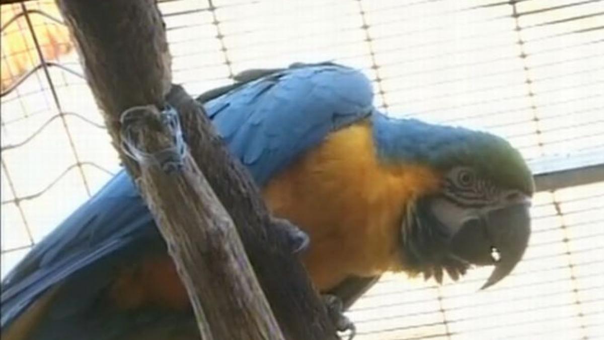 timisoara papagalii cumparati de primarul robu pentru gradina botanica au murit de frig