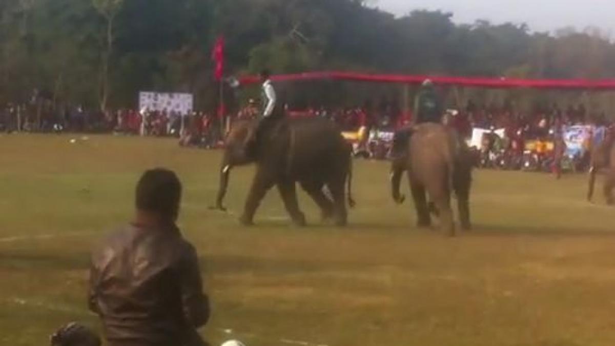 cum arata un meci de fotbal intre elefanti