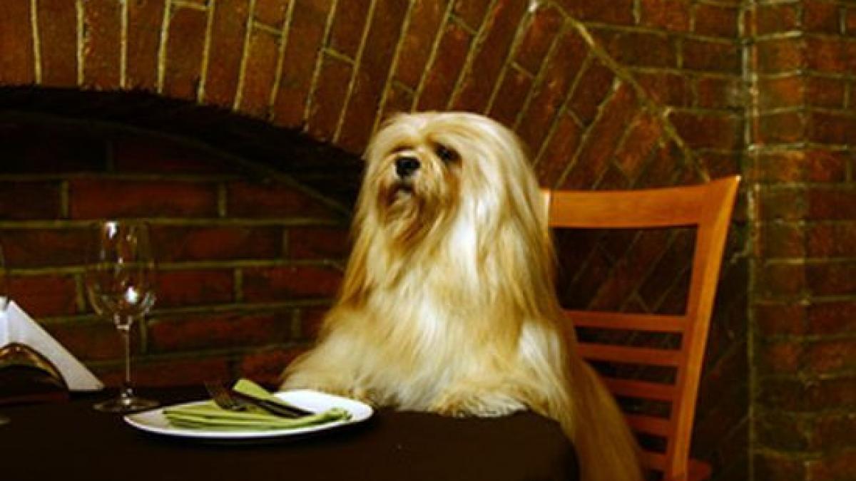 primul restaurant pentru pisici si catei vezi ce contine meniul