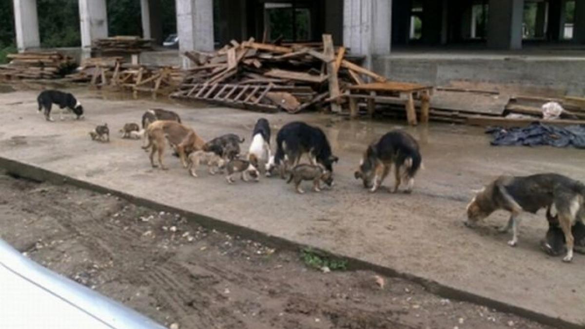 aspa nu mai inregistreaza cainii cu stapan ce se intampla dupa 1 martie cu maidanezii neinregistrati