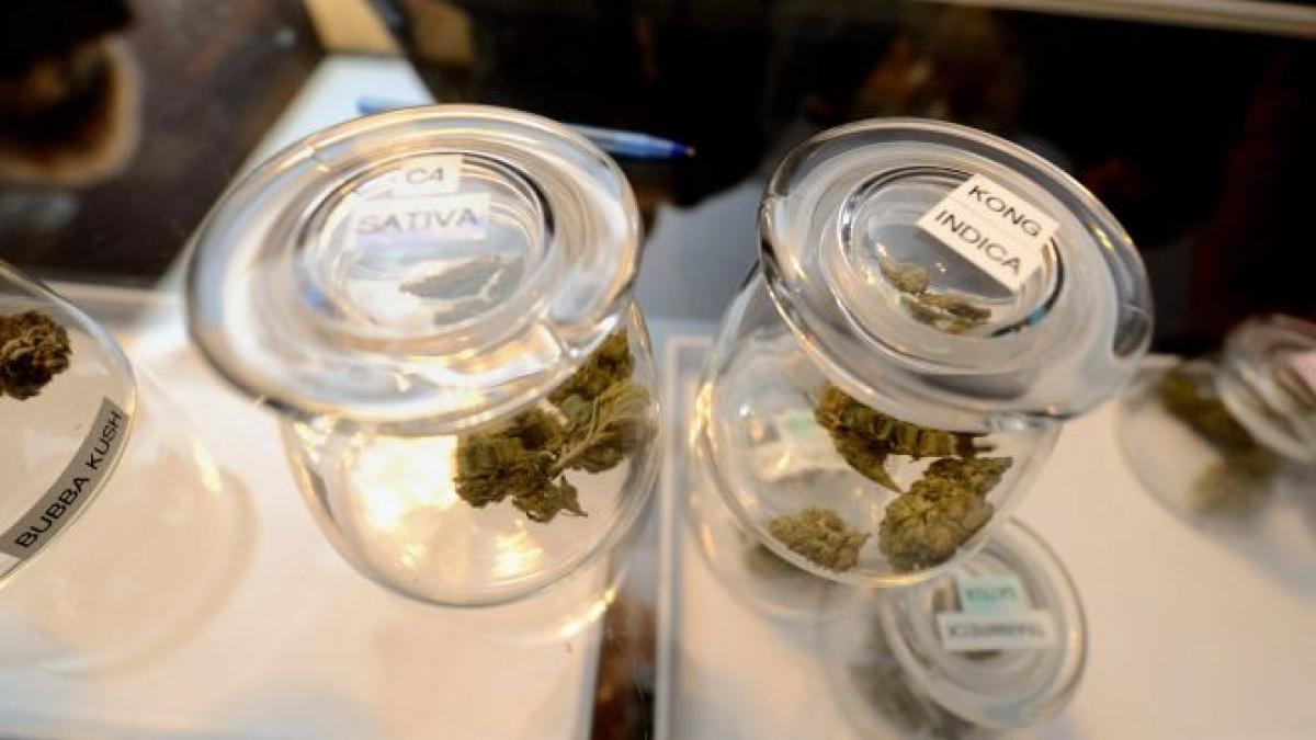 vanzari record de marijuana distribuitorii spun ca abia fac fata cererii