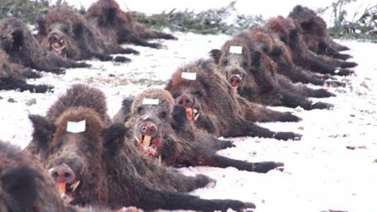 vanatoarea de la balc s a incheiat in total aproape 100 de mistreti au fost impuscati