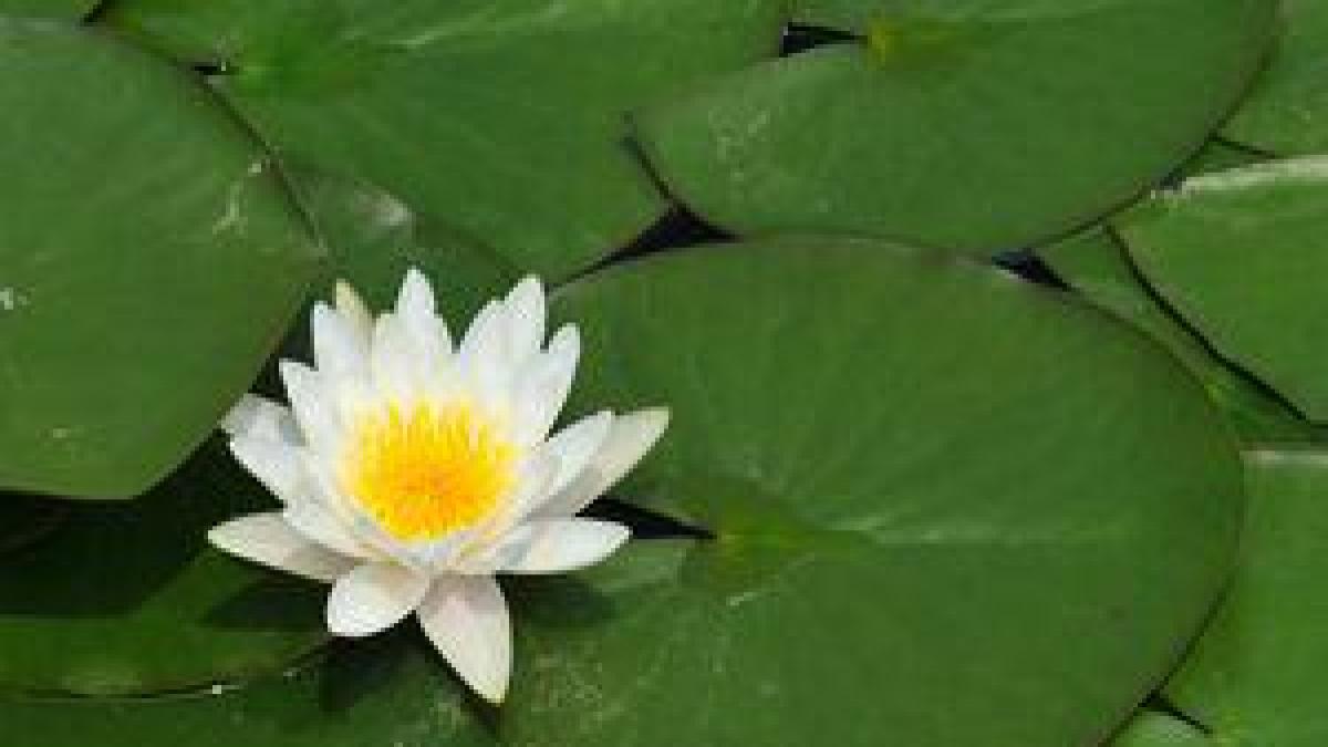 a fost furat cel mai mic nufar din lume din gradina botanica regala
