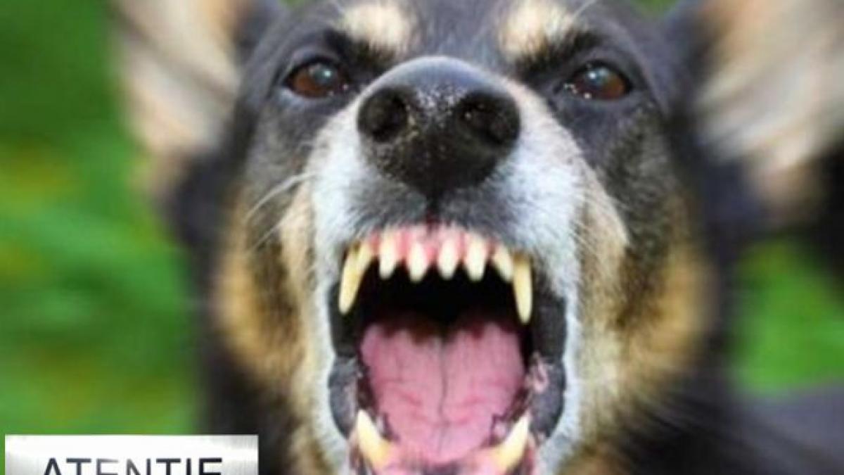 ce face primarul timisoarei pentru protejarea cetatenilor sa punem niste indicatoare care sa