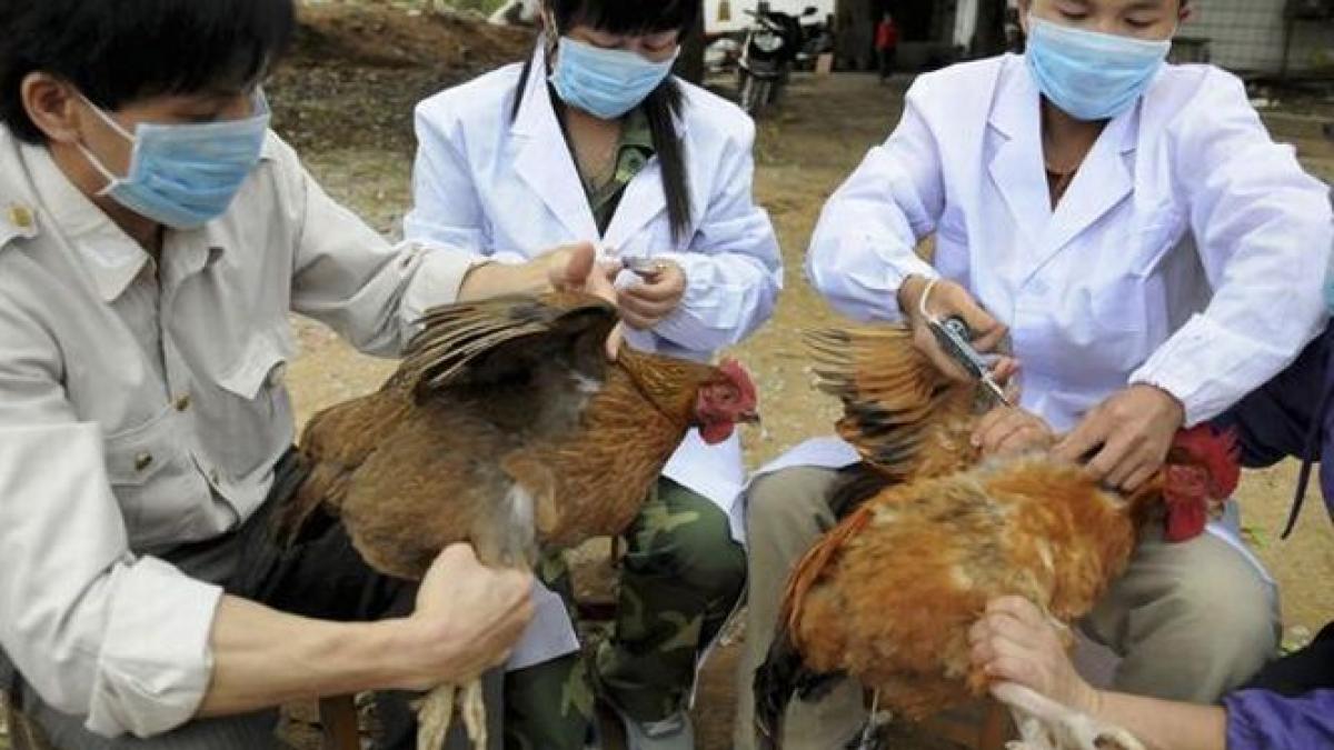 focar de gripa aviara zeci de persoane au fost contaminate