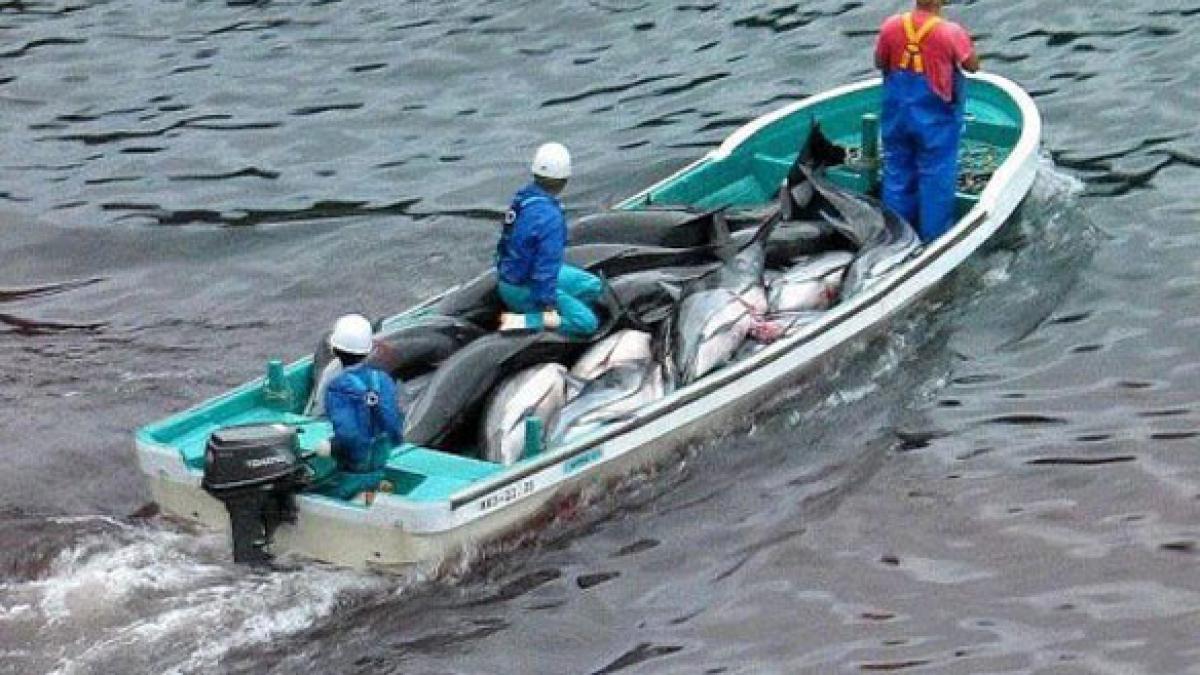 traditia care a scandalizat lumea sute de delfini macelariti fara mila