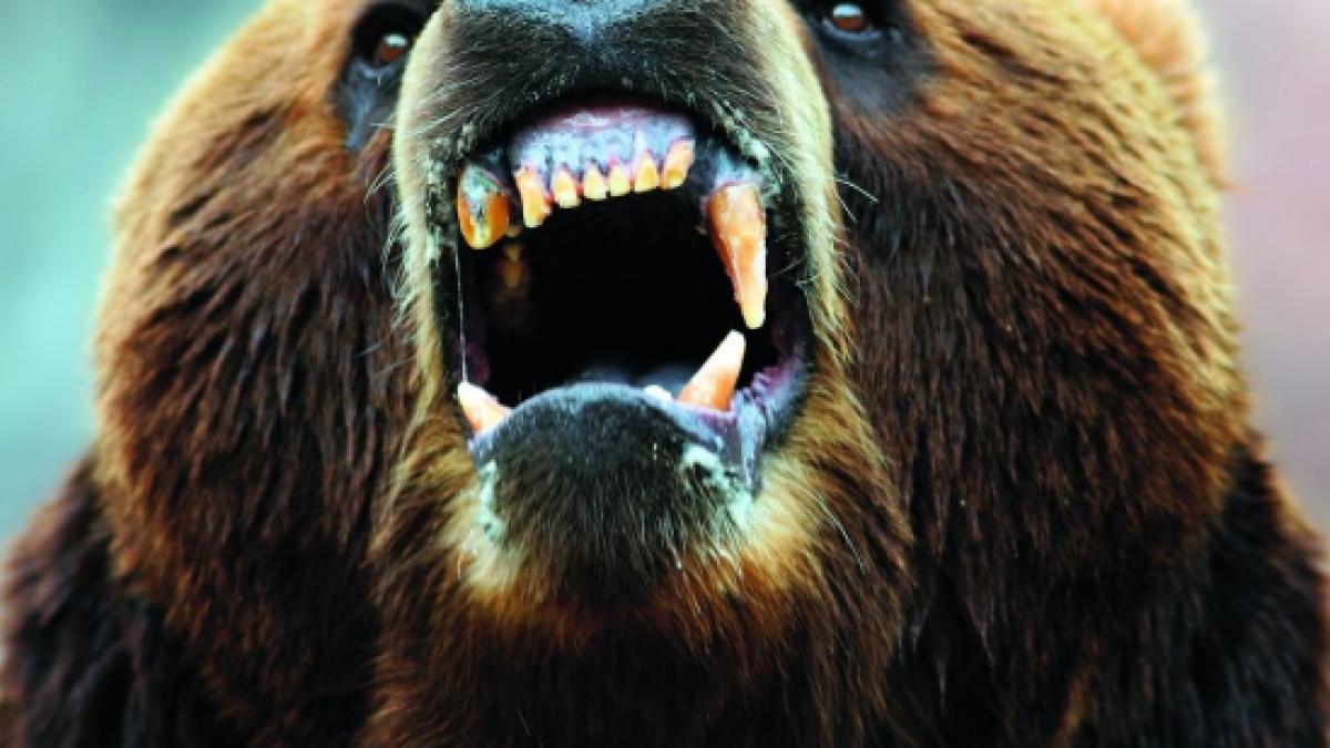 un angajat al cabanei padina din judetul dambovita a fost atacat de un urs