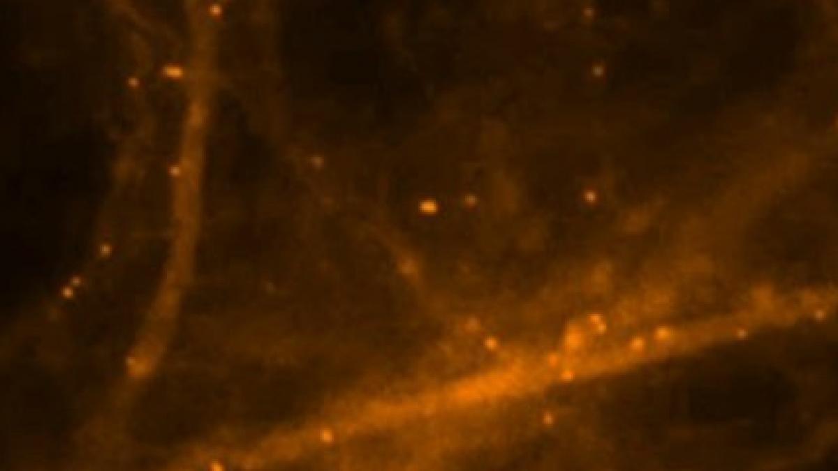 descoperire uluitoare despre creier ce au fotografiat oamenii de stiinta