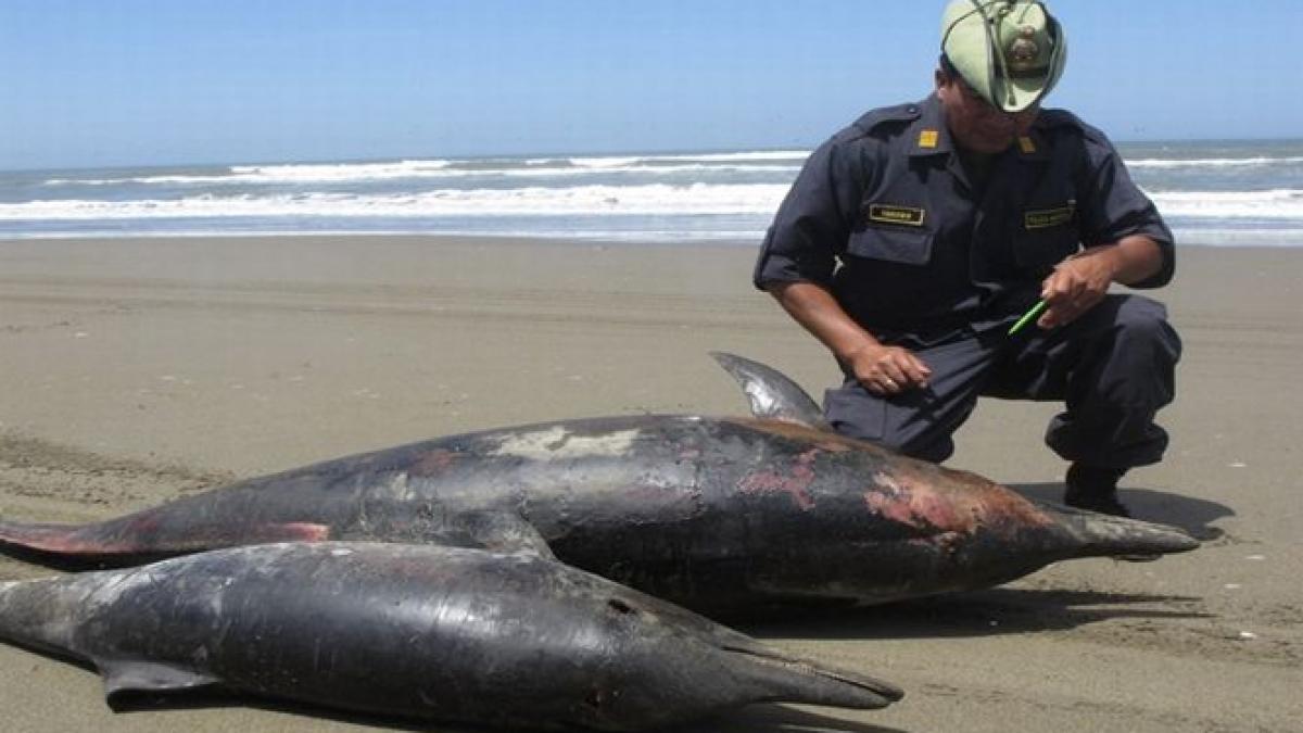 peste 400 de delfini morti au fost gasiti pe o plaja din peru