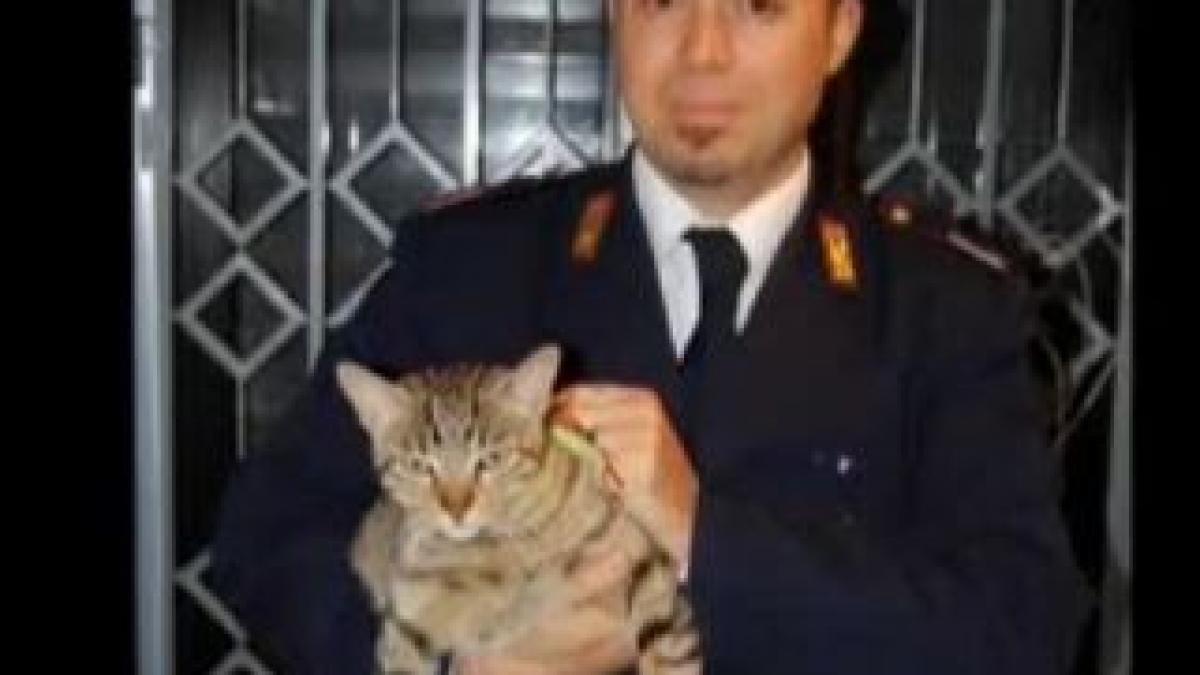 in goana dupa bani un roman din italia a rapit o pisica