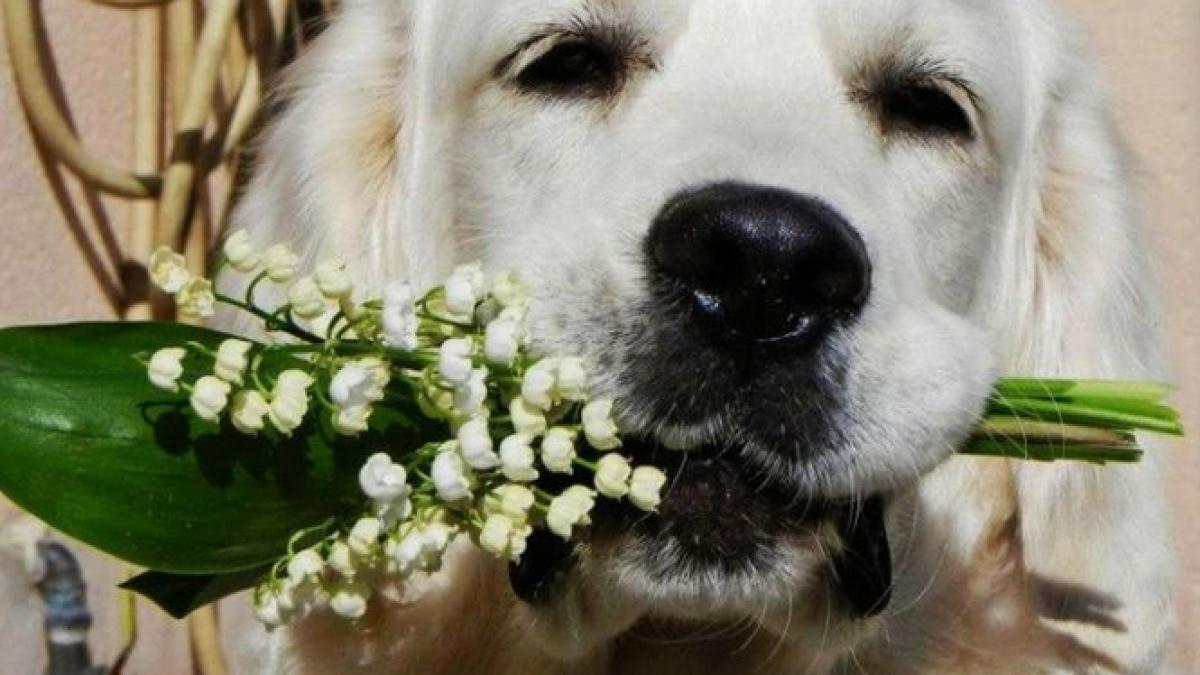 toti cainii din adaposturile din sectorul 2 al capitalei au fost adoptati la distanta cat costa