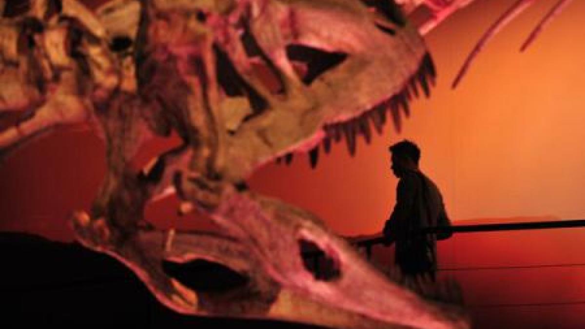 o eruptie vulcanica ar fi cauzat moartea in masa a dinozaurilor din nord estul chinei