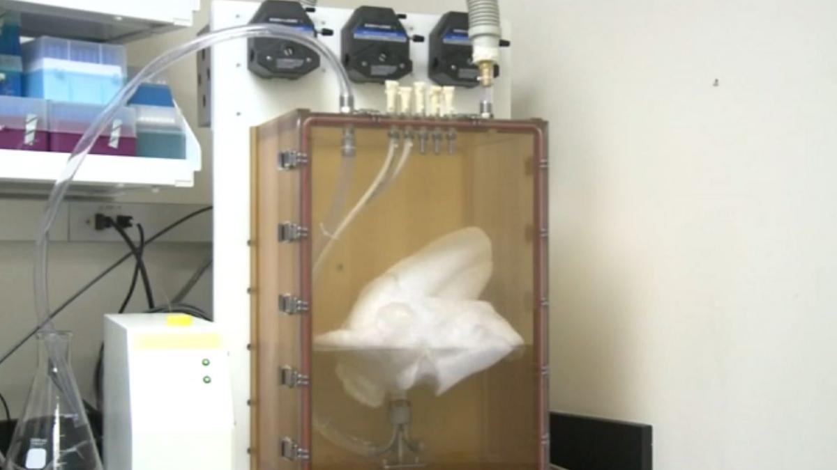 plamani crescuti in laborator in texas medici vom scurta timpul in care oamenii vor astepta un