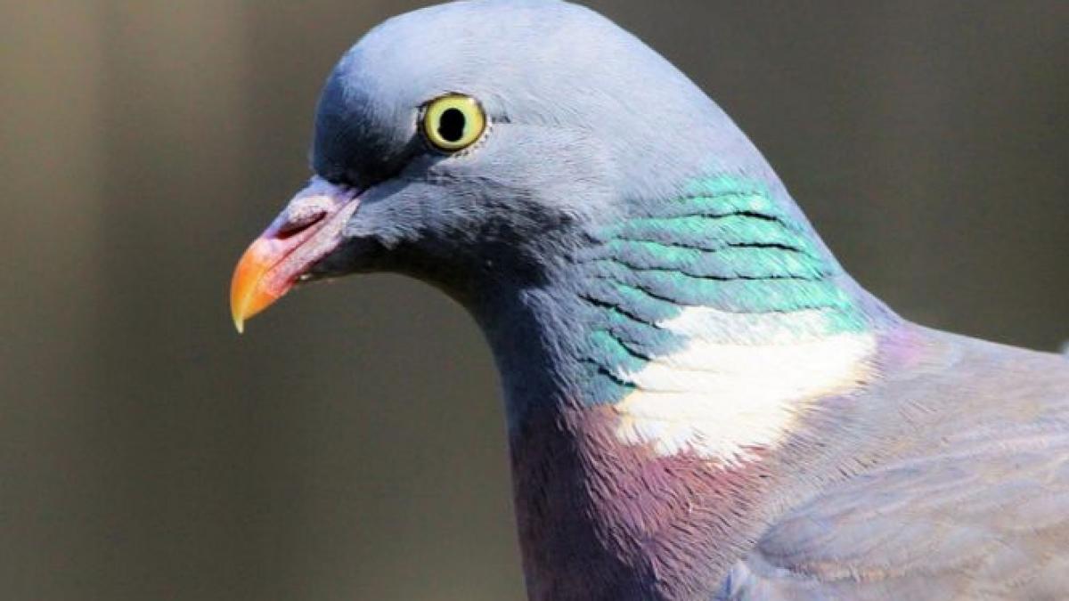 sapte romani suspectati ca au furat porumbei voiajori de competitie care valoreaza un milion de euro