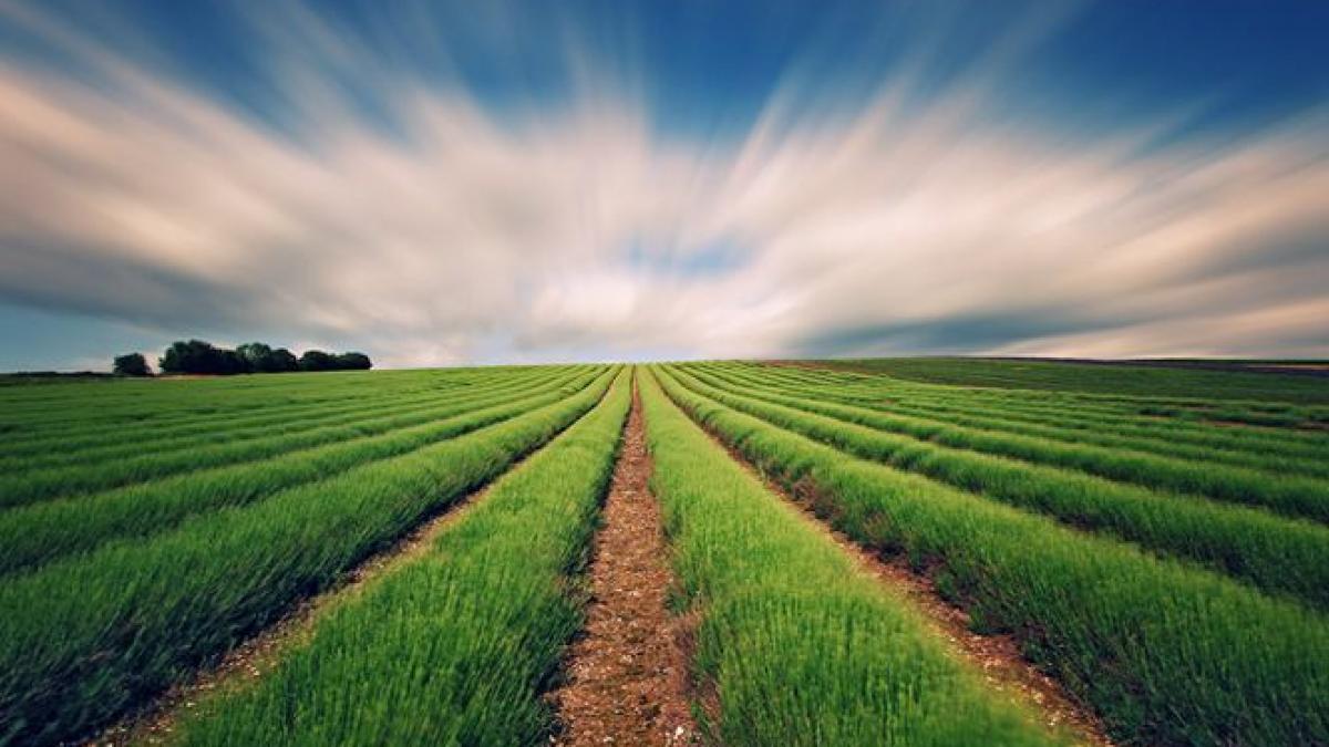 agricultura a salvat economia jumatate din cresterea economica din 2013 a venit din roadele